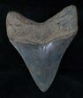 Beautiful Fossil Megalodon Tooth #13065-2
